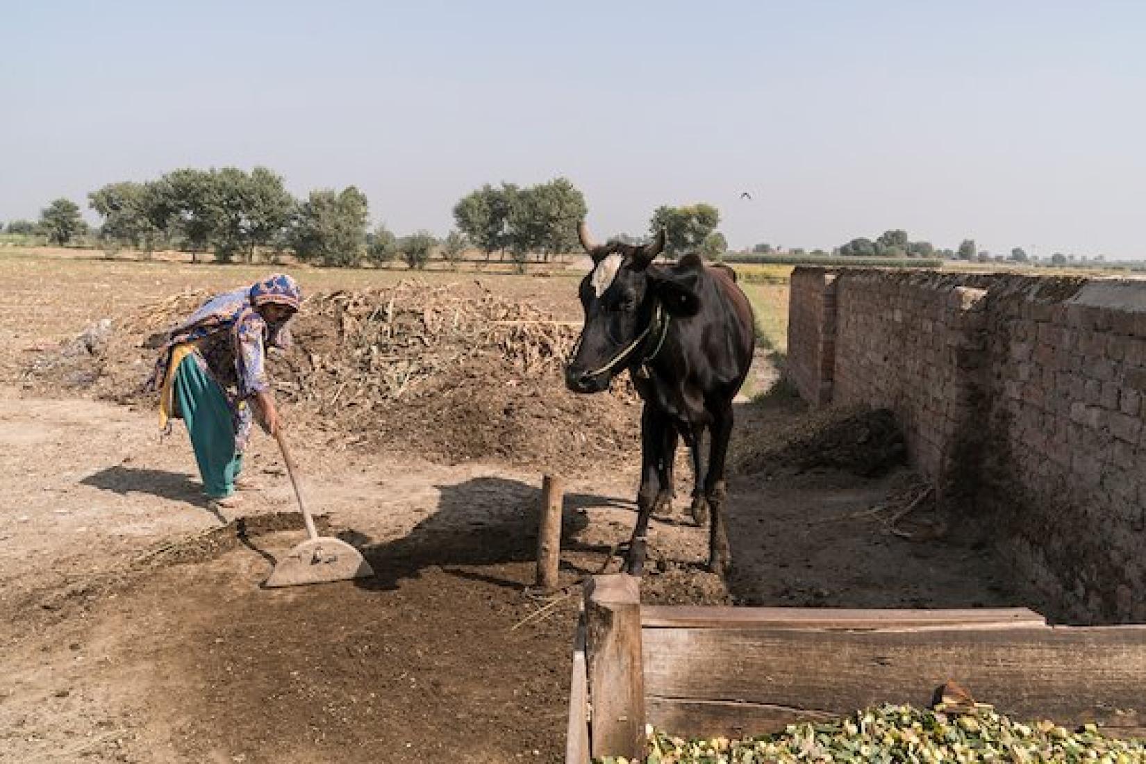 Transforming dairy farming in Pakistan ACIAR